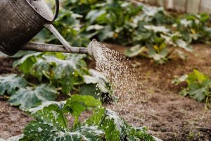 A watering can sprays water onto growing vegetables.